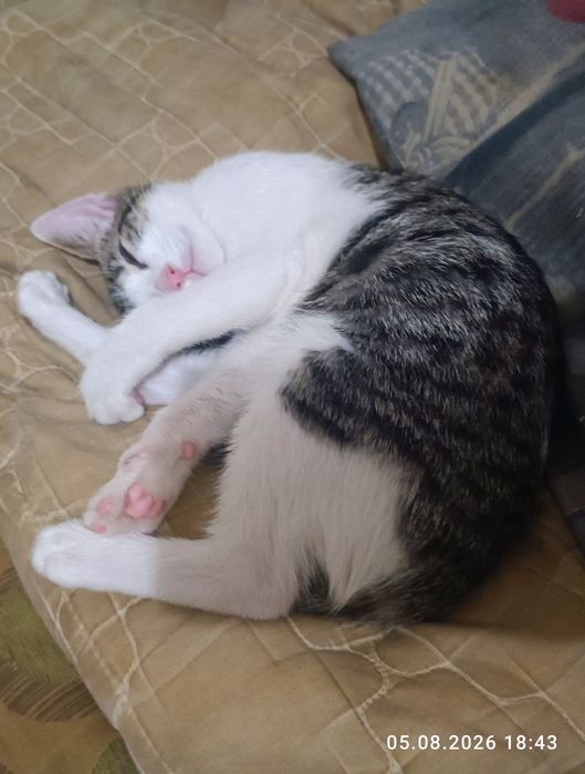 Кошеня шукає люблячу родину