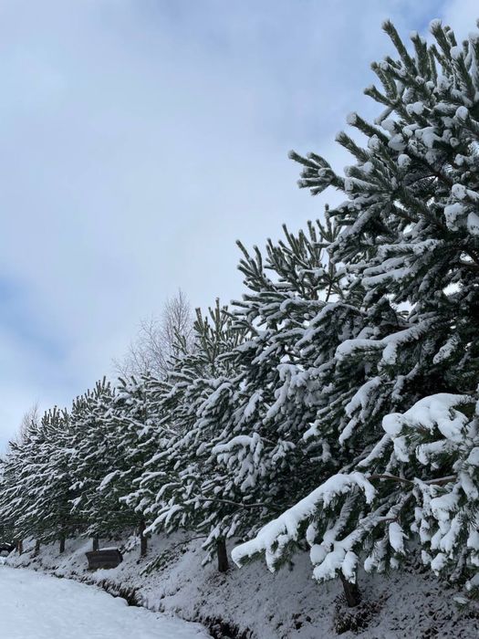 Відпочинок у Карпатах: Садиба "У Ірини"