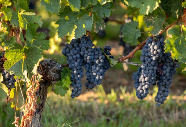 Uvas tintas verde tinto e vinhao