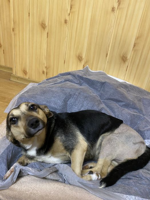 Собачка в добрі руки