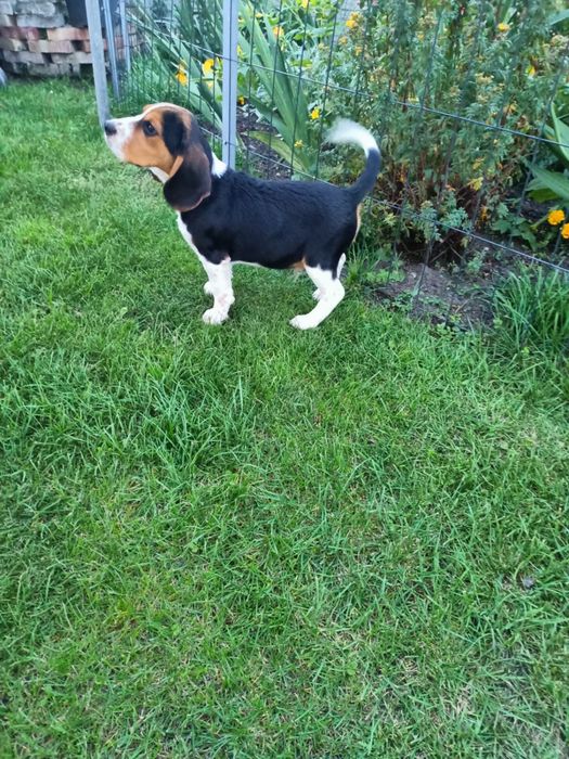•Beagle Szczeniak Piesek  Zapraszam •