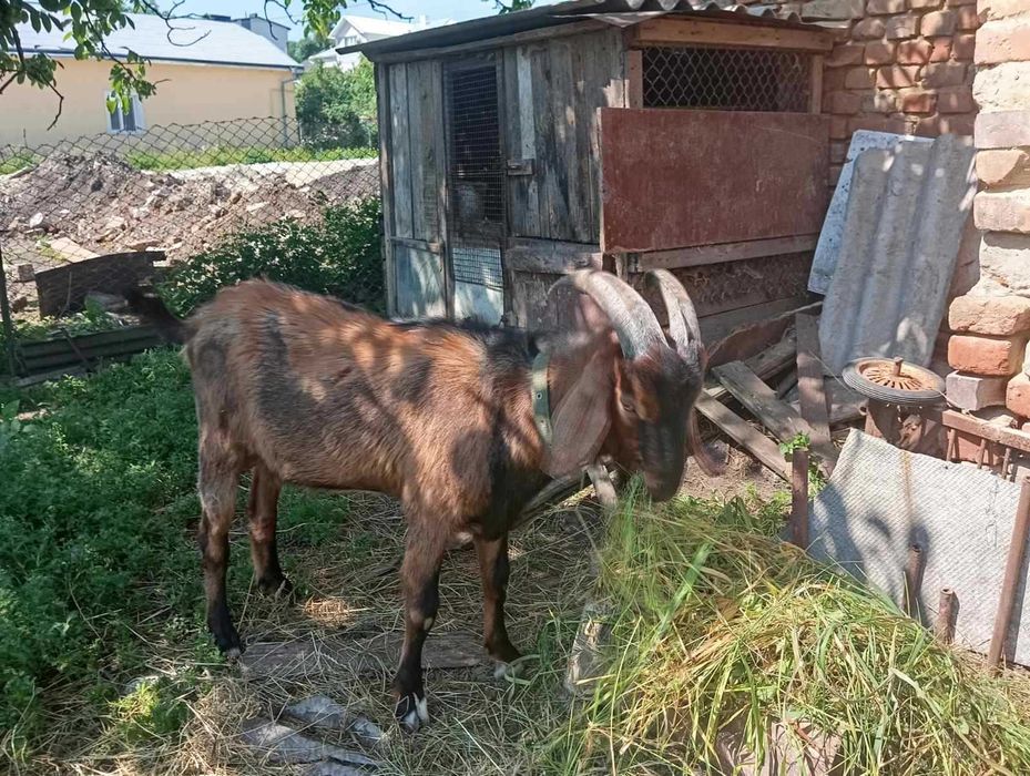 Продам цапа англонубієць