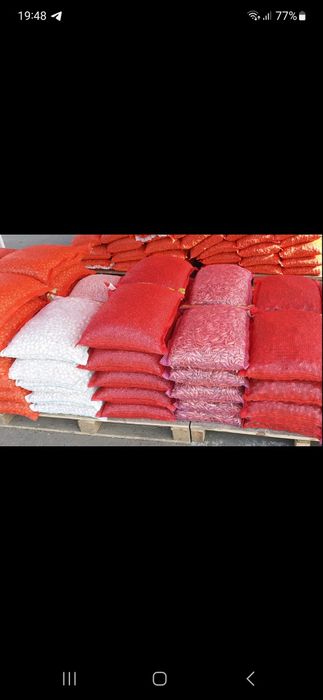 Лук Тиканка Арпаж Голландія