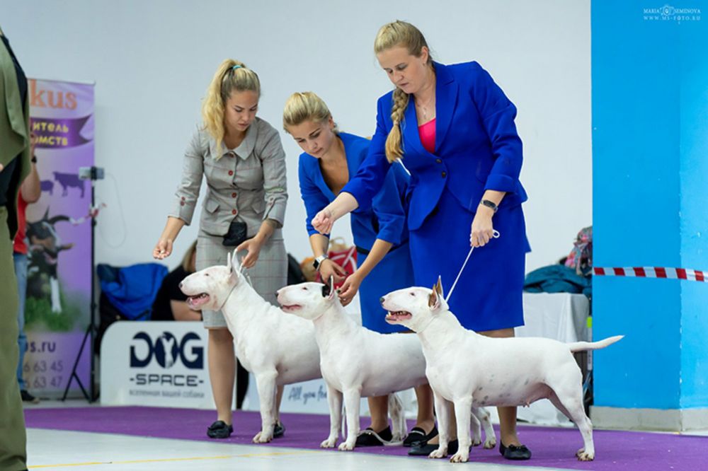 Питомник Blow Century UA