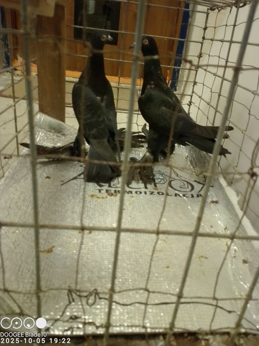 Gołębie bociany i nie tylko