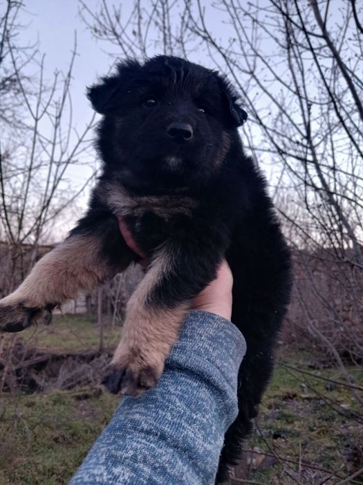 Цуценята німецької вівчарки хлопчики та дівчатка