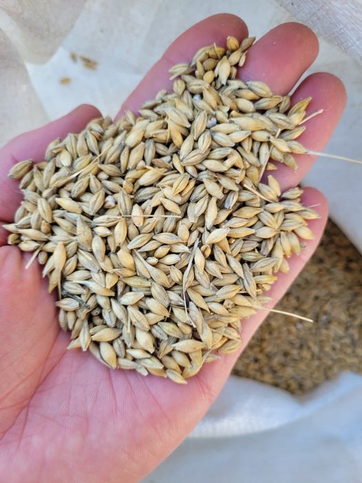 Jęczmień jary odm. Brigitta