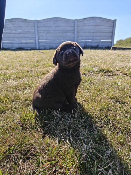 Labrador czekoladowy suka