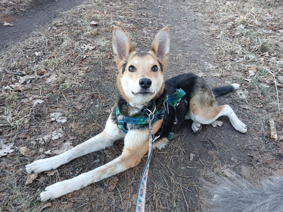 Pluto do adopcji