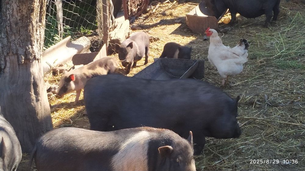 Продам свині малі