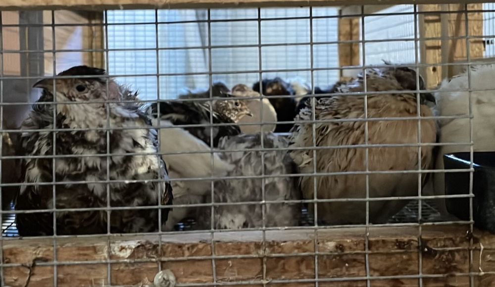 Kogutki przepiorka japońska, idealne na rosół