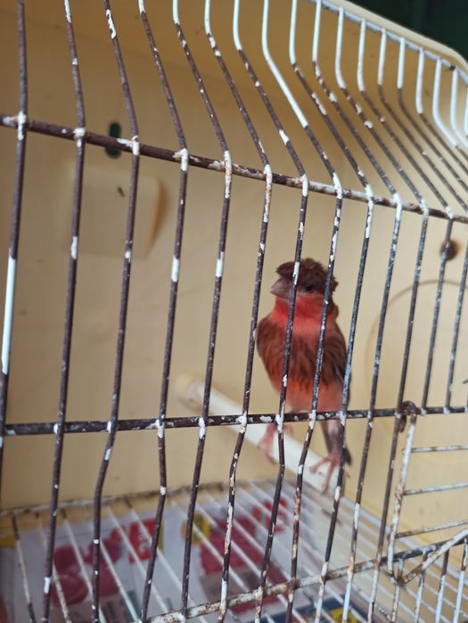 4 canários arlequim português