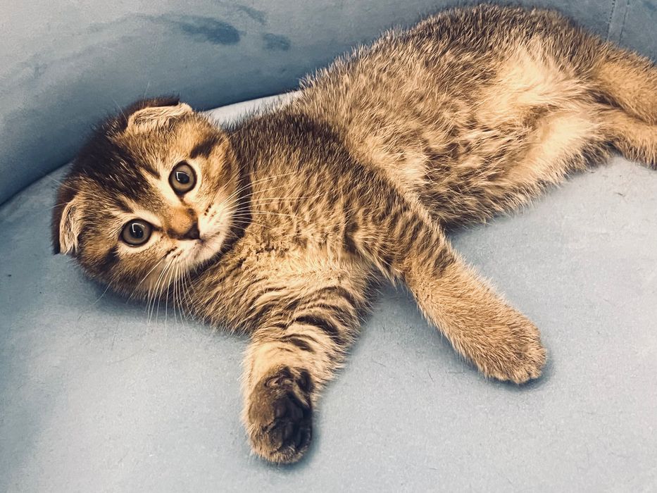 Шотландська весловуха дівчинка (Scottish Fold)