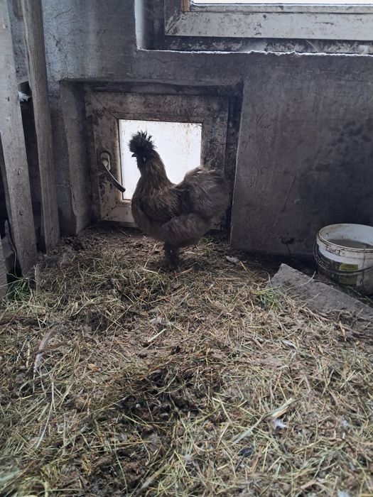 Китайські шовкові пухові курочки