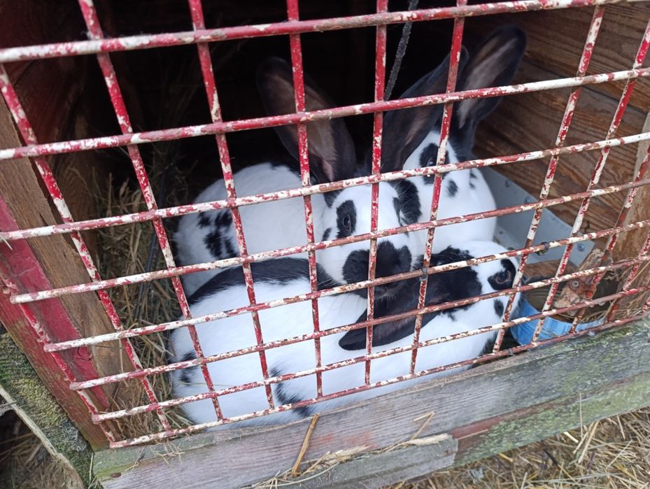 Srokacze niemieckie osc samiec samica