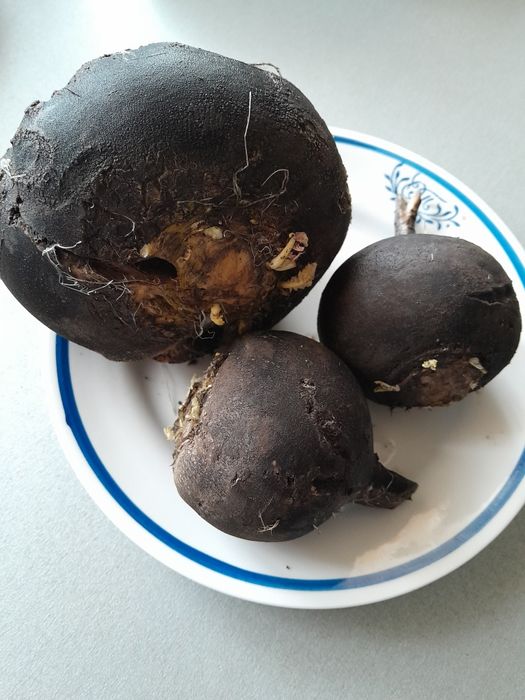 Продам чорну редьку