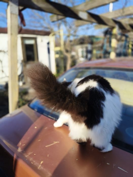 Чарівна пухнаста красуня шукає родину