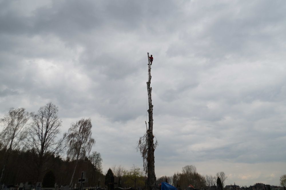 Wycinka, pielęgnacja drzew, usuwanie gałęzi