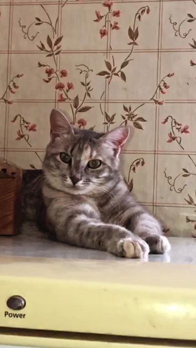 Отдам серую вискасную кошку, стерилизована,  вакцинирована, 8 месяцев