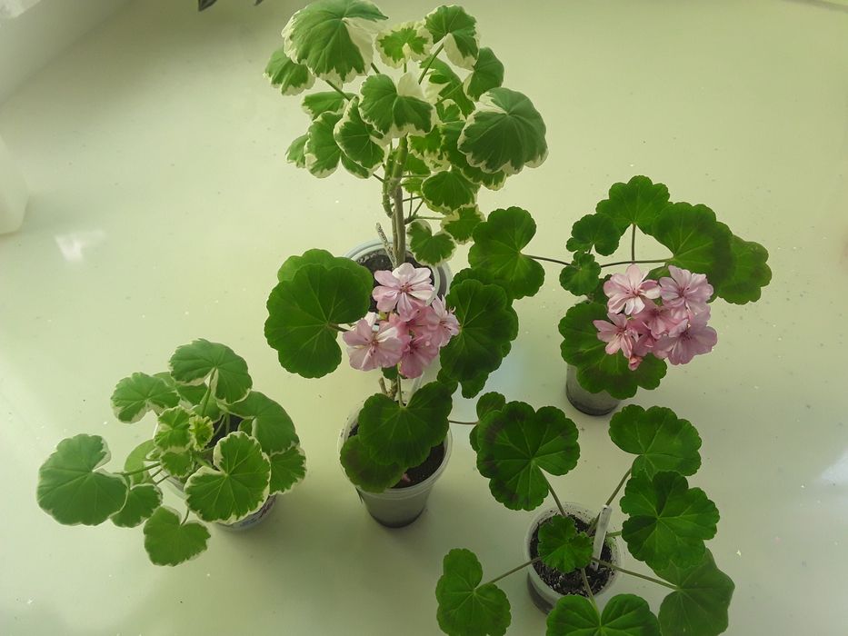 Продается пеларгония, двух видов.