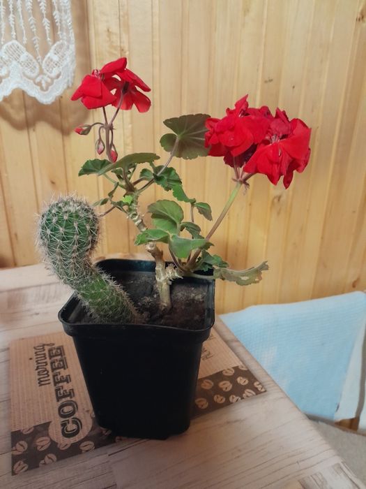 Продам пеларгонію королівську