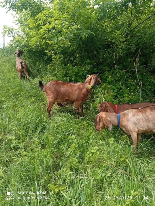 Продам англо-нубійських кіз