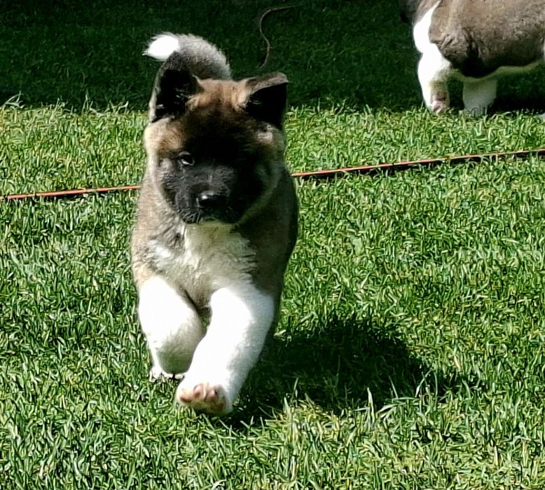 Suczka FIFFI akita amerykańska do odbioru