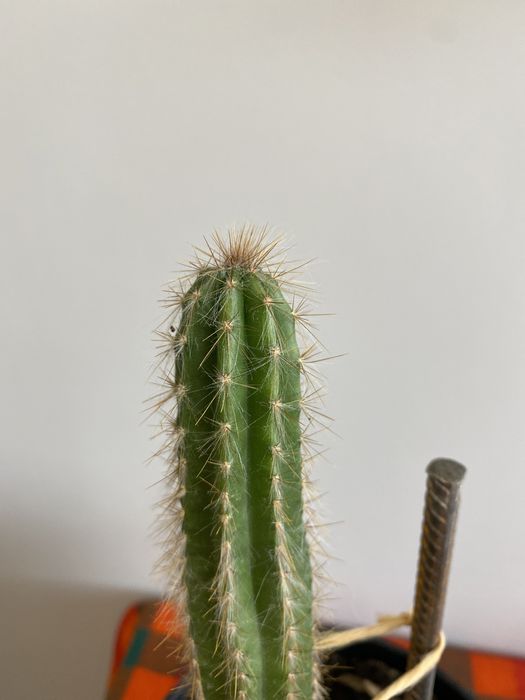 Кактус Stenocereus 120грн