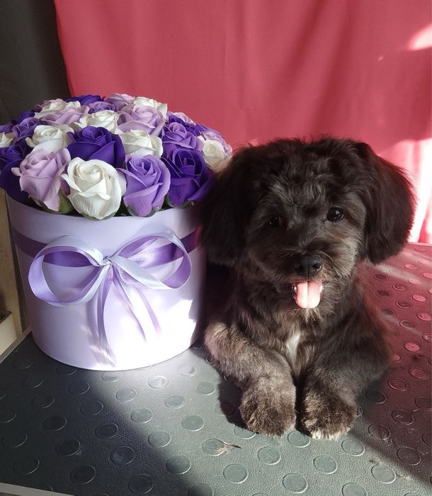 Груминг собак мелких пород.