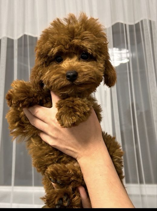 Хлопчик йоркопу