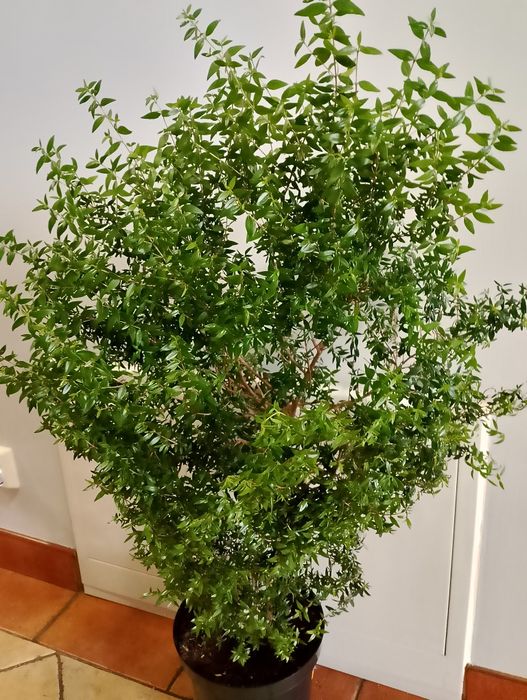 Mirt,komunia, wesele 100cm.