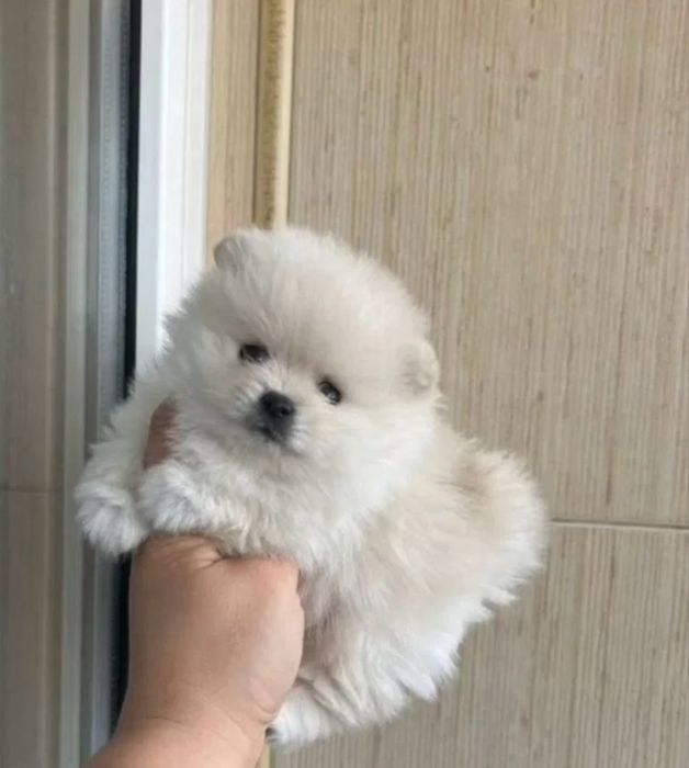 Spitz lulu da poneranea  menino