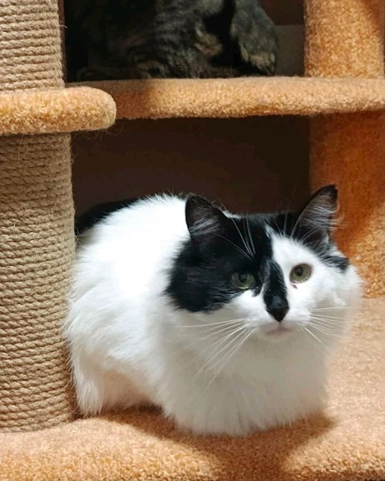 Красуні потрібна сім'я