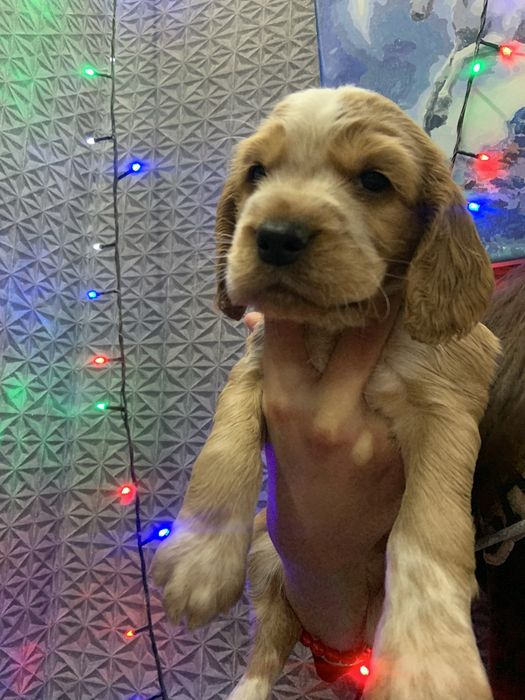 Цуценята кокери спаніелі