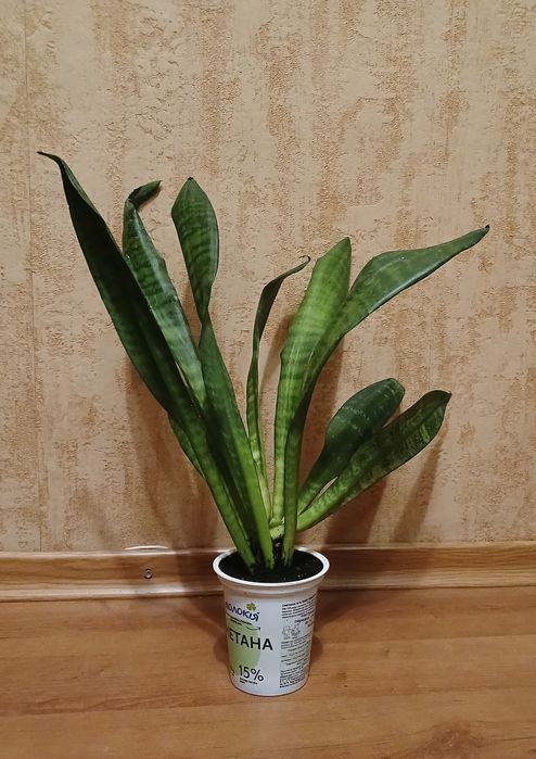 Тещин язик Щучий хвіст Сансевієрія