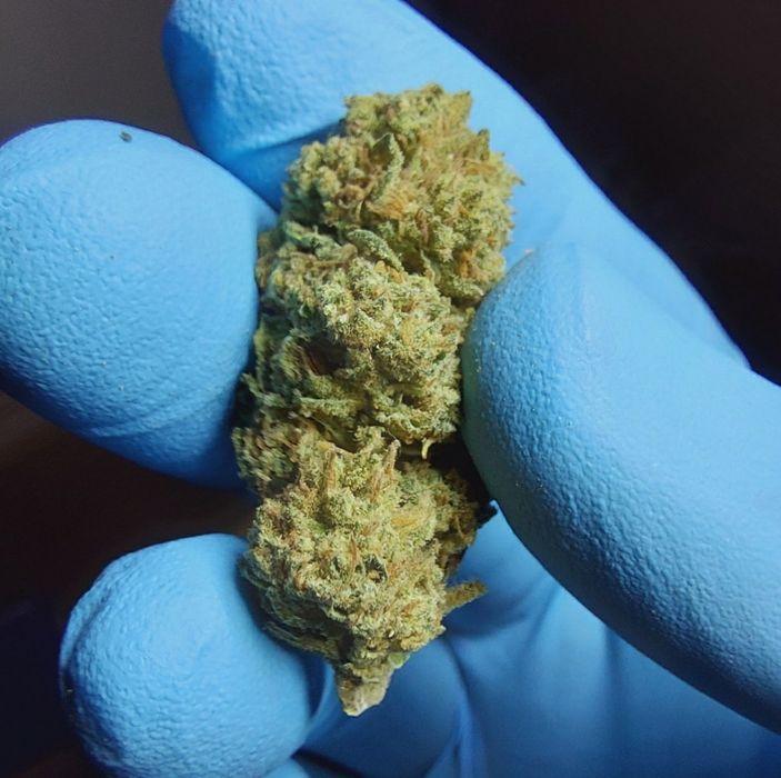 1kg Biomasa CBD Bubblegum susz techniczny