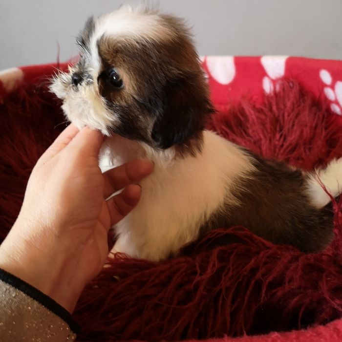 ***   Shih Tzu z domowej hodowli.  ***
