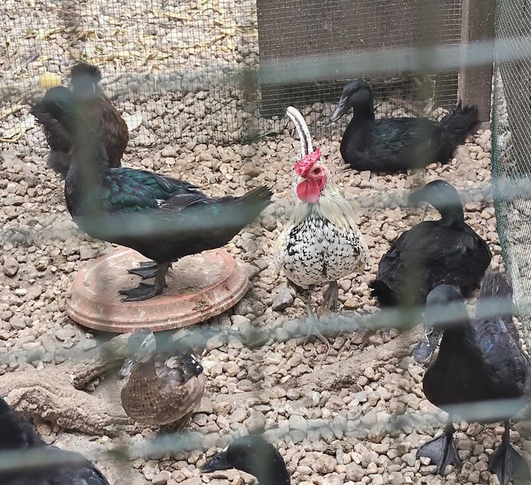 Patos cayuga jovens e adultos