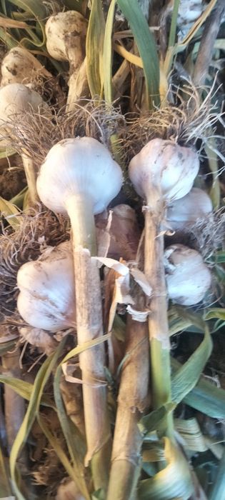 Часник , часник Любаша