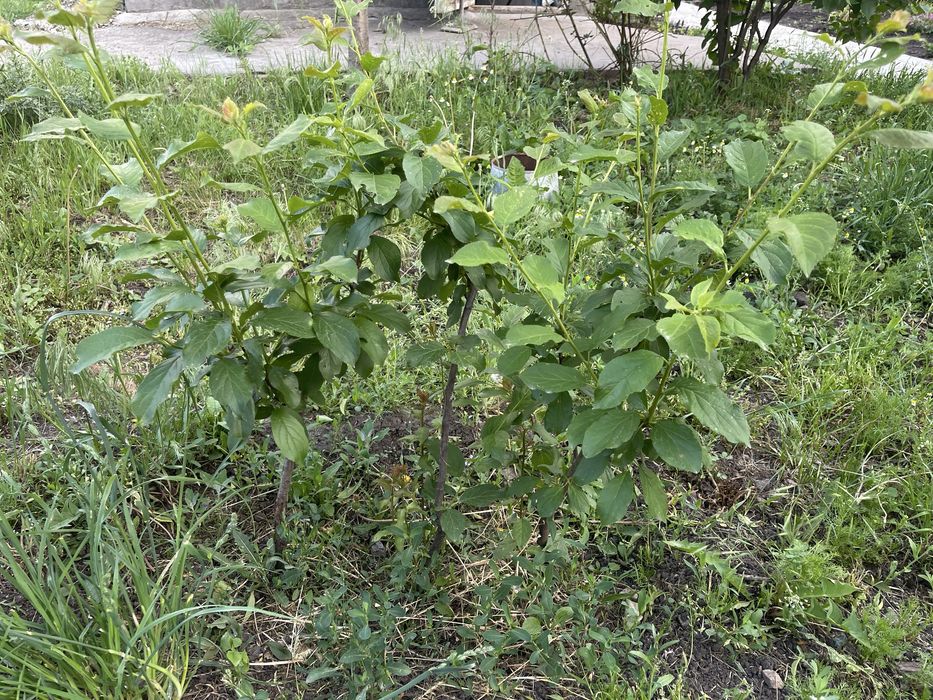 Саджанеці.  слива пізня . Роза