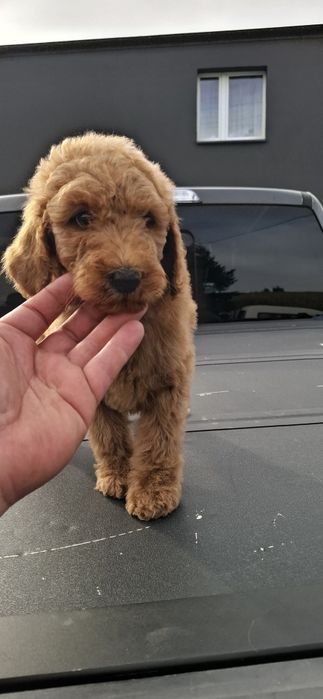 Goldendoodle f1b standard