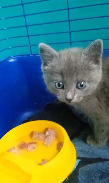 Кошеня у добрі руки