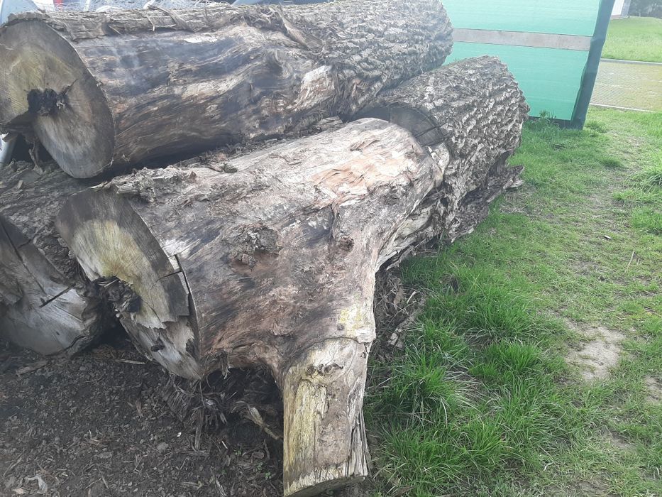 Topole tartaczne, drewno na opał, kłody