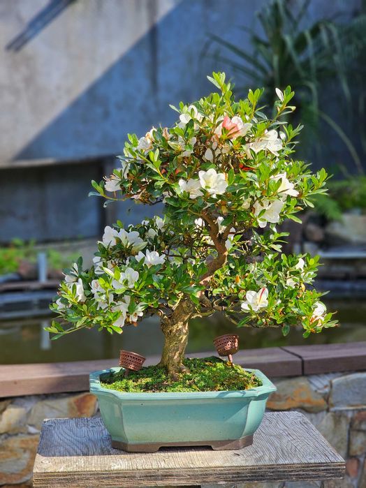 Bonsai azalea satzuki