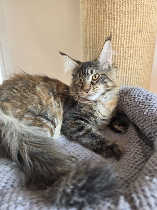 Koteczka Maine coon