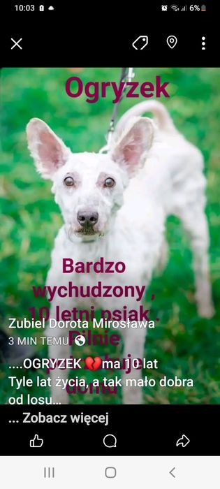 Ogryzek .Psi boroczek , który pilnie potrzebuje domu / Jastrzębie