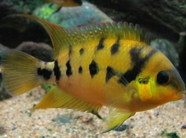 Pielęgnica z Guabo – Amatitlania nanolutea - samica