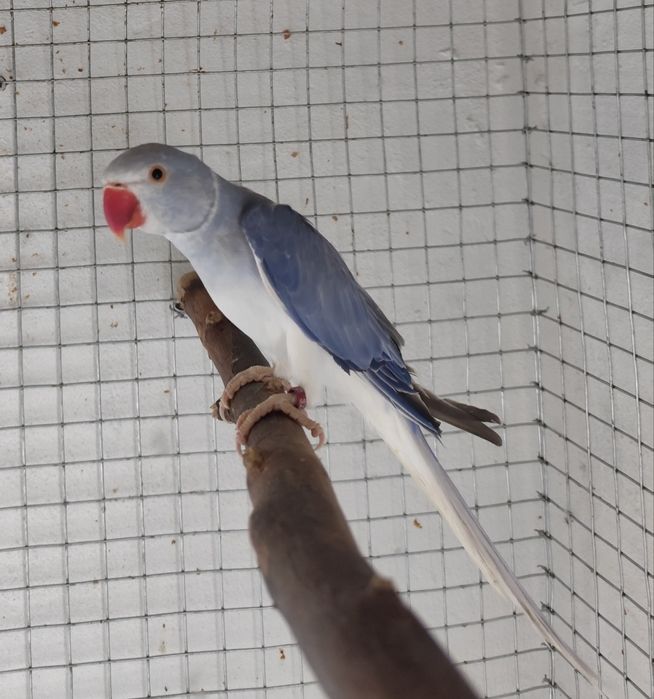 Ring necks novos e adultos