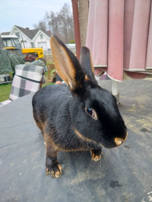 Króliki zajączkowaty samiczka