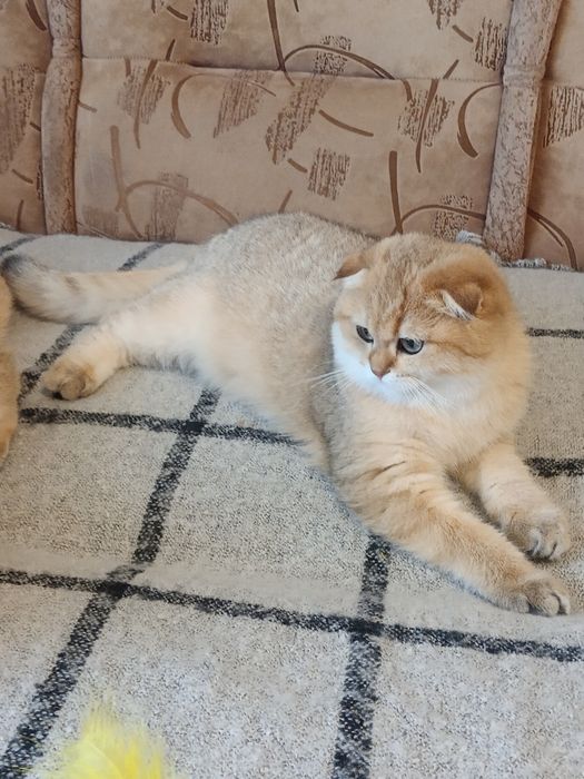 Дуже красивий шиншилла